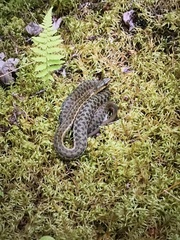 Thamnophis sirtalis pallidulus