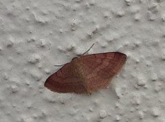 Scopula rubiginata