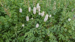 Sanguisorba stipulata
