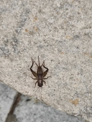 Loxoblemmus appendicularis