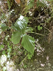 Trillium ovatum