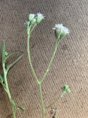 Florestina tripteris