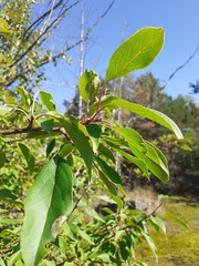 Malus baccata