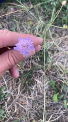 Sixalix atropurpurea