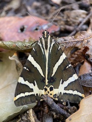 Euplagia quadripunctaria