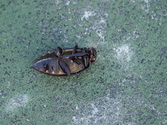 Hydrophilus triangularis