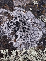 Lecanoromycetes