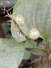 Maianthemum dilatatum