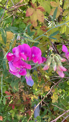 Lathyrus