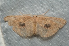 Anisodes posticamplum