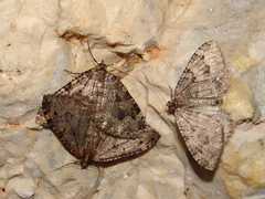 Triphosa dubitata