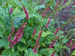 Bistorta amplexicaulis