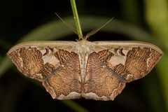 Zythos avellanea