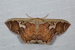 Zythos avellanea