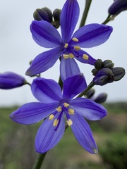 Pasithea caerulea