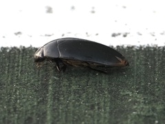 Hydrophilus triangularis