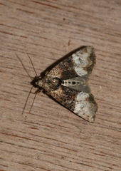 Mesoligia furuncula