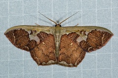 Zythos avellanea