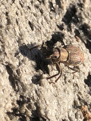 Pantomorus cervinus