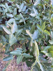 Pistacia atlantica mutica