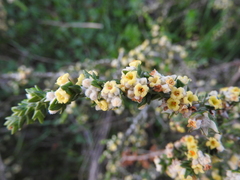 Thymelaea hirsuta