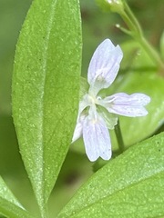 Claytonia sibirica