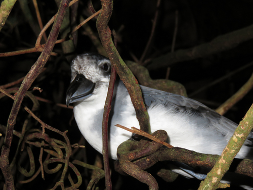 Broad-billed Prion