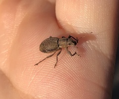 Pantomorus cervinus