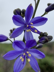 Pasithea caerulea