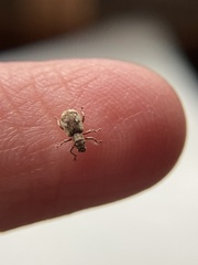 Pseudoedophrys hilleri
