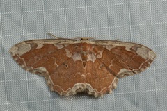 Orthoserica rufigrisea