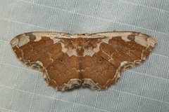 Orthoserica rufigrisea