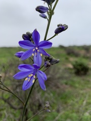 Pasithea caerulea
