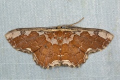 Orthoserica rufigrisea