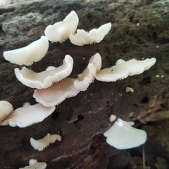Crepidotus applanatus