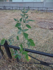 Chenopodium album