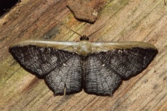 Zythos strigata