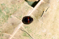 Chilocorus bipustulatus