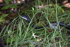Coluber constrictor priapus