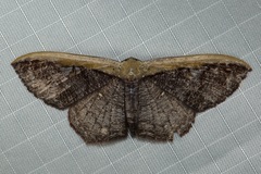 Zythos strigata
