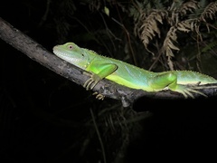 Physignathus cocincinus