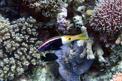 Parupeneus barberinoides