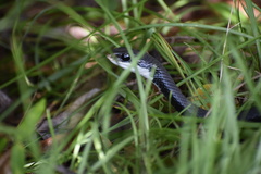 Coluber constrictor priapus