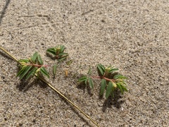Euphorbia polygonifolia