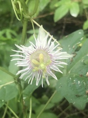 Passiflora bryonioides