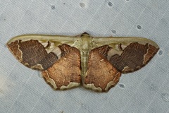 Zythos turbata