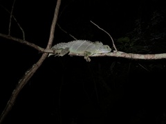 Physignathus cocincinus