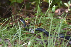 Coluber constrictor priapus
