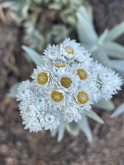 Gnaphalieae