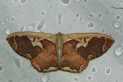 Zythos turbata